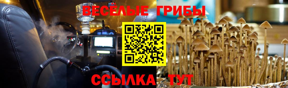 Псилоцибиновые грибы Psilocybe Лениногорск